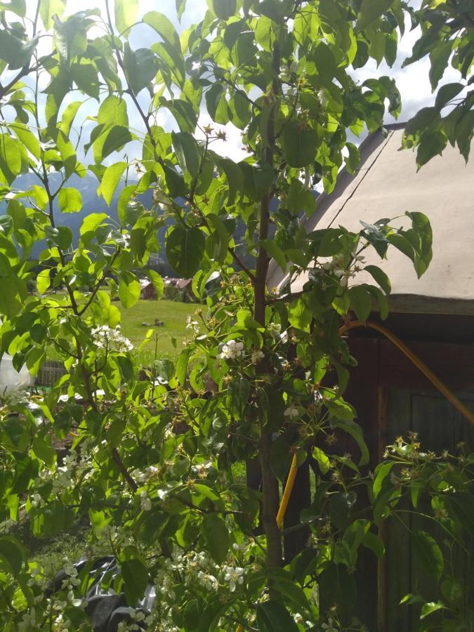 Cianbolpin Guesthouse Canazei Dış mekan fotoğraf